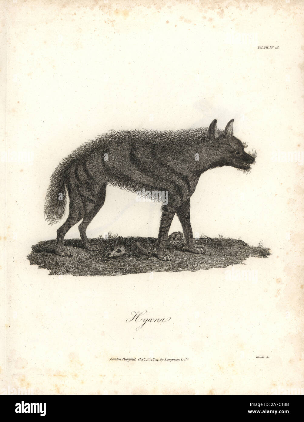 Striped hyena, Hyaena hyaena. Copperplate engraving from James Bruce's 'Travels to Discover the Source of the Nile, in the years 1768, 1769, 1770, 1771, 1772 and 1773,' London, 1790. James Bruce (1730-1794) was a Scottish explorer and travel writer who spent more than 12 years in North Africa and Ethiopia. Engraved by Heath after an original drawing by Bruce. Stock Photo