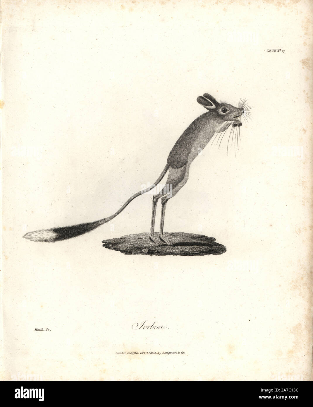 Lesser Egyptian jerboa, Jaculus jaculus. Copperplate engraving from James Bruce's 'Travels to Discover the Source of the Nile, in the years 1768, 1769, 1770, 1771, 1772 and 1773,' London, 1790. James Bruce (1730-1794) was a Scottish explorer and travel writer who spent more than 12 years in North Africa and Ethiopia. Engraved by Heath after an original drawing by Bruce. Stock Photo
