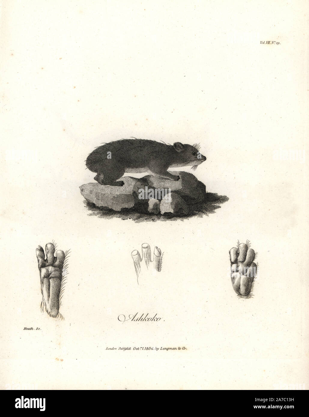 Ashkoko or daman, yellow-spotted rock hyrax, Heterohyrax brucei. Copperplate engraving from James Bruce's 'Travels to Discover the Source of the Nile, in the years 1768, 1769, 1770, 1771, 1772 and 1773,' London, 1790. James Bruce (1730-1794) was a Scottish explorer and travel writer who spent more than 12 years in North Africa and Ethiopia. Engraved by Heath after an original drawing by Bruce. Stock Photo