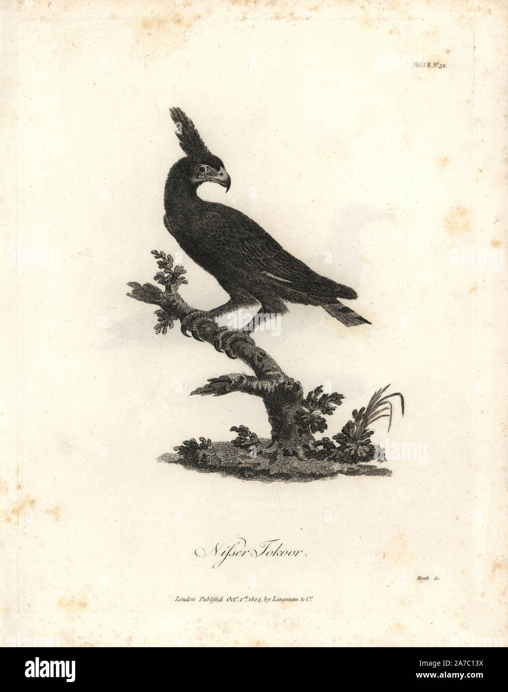 Nisser tokoor or long-crested eagle, Lophaetus occipitalis. Copperplate engraving from James Bruce's 'Travels to Discover the Source of the Nile, in the years 1768, 1769, 1770, 1771, 1772 and 1773,' London, 1790. James Bruce (1730-1794) was a Scottish explorer and travel writer who spent more than 12 years in North Africa and Ethiopia. Engraved by Heath after an original drawing by Bruce. Stock Photo