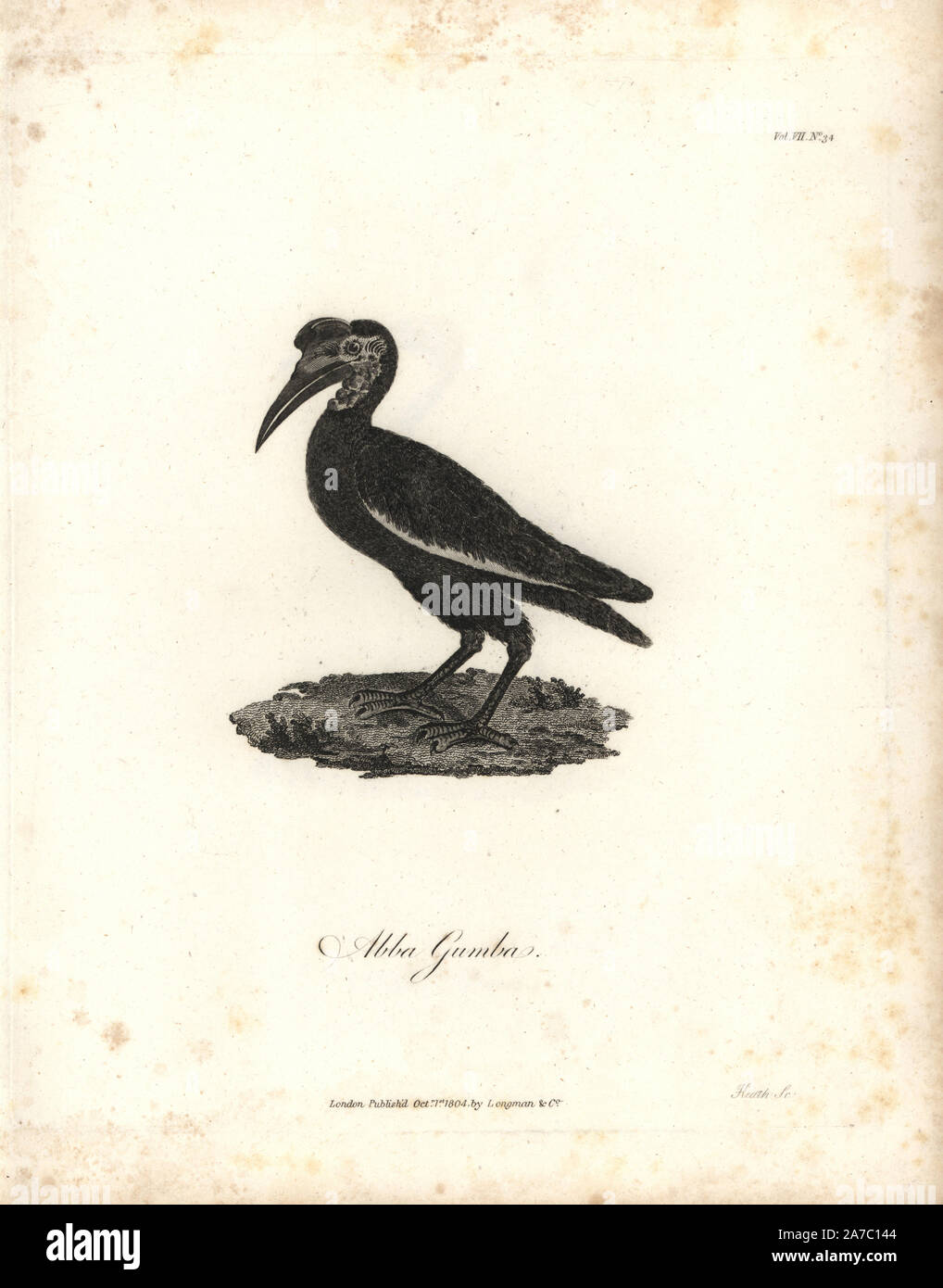 Abba gumba or erkoom, Abyssinian hornbill, Bucorvus abyssinicus. Copperplate engraving from James Bruce's 'Travels to Discover the Source of the Nile, in the years 1768, 1769, 1770, 1771, 1772 and 1773,' London, 1790. James Bruce (1730-1794) was a Scottish explorer and travel writer who spent more than 12 years in North Africa and Ethiopia. Engraved by Heath after an original drawing by Bruce. Stock Photo