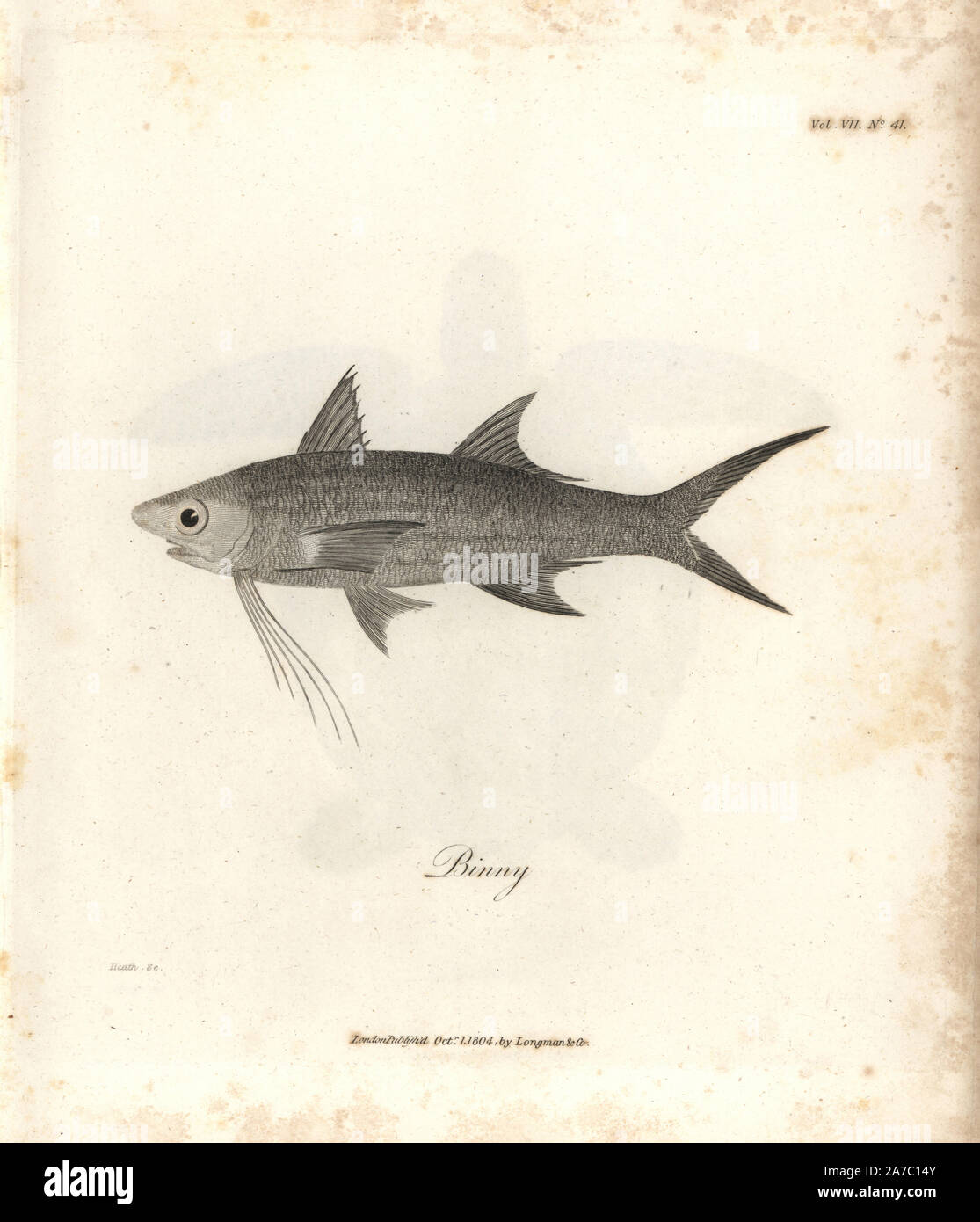 Nile binny fish, Barbus bynni. Copperplate engraving from James Bruce's 'Travels to Discover the Source of the Nile, in the years 1768, 1769, 1770, 1771, 1772 and 1773,' London, 1790. James Bruce (1730-1794) was a Scottish explorer and travel writer who spent more than 12 years in North Africa and Ethiopia. Engraved by Heath after an original drawing by Bruce. Stock Photo