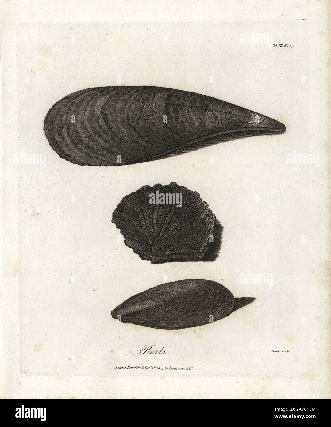 Pearl shells from the Red Sea: mussel, pinna, and oyster. Copperplate engraving from James Bruce's 'Travels to Discover the Source of the Nile, in the years 1768, 1769, 1770, 1771, 1772 and 1773,' London, 1790. James Bruce (1730-1794) was a Scottish explorer and travel writer who spent more than 12 years in North Africa and Ethiopia. Engraved by Heath after an original drawing by Bruce. Stock Photo