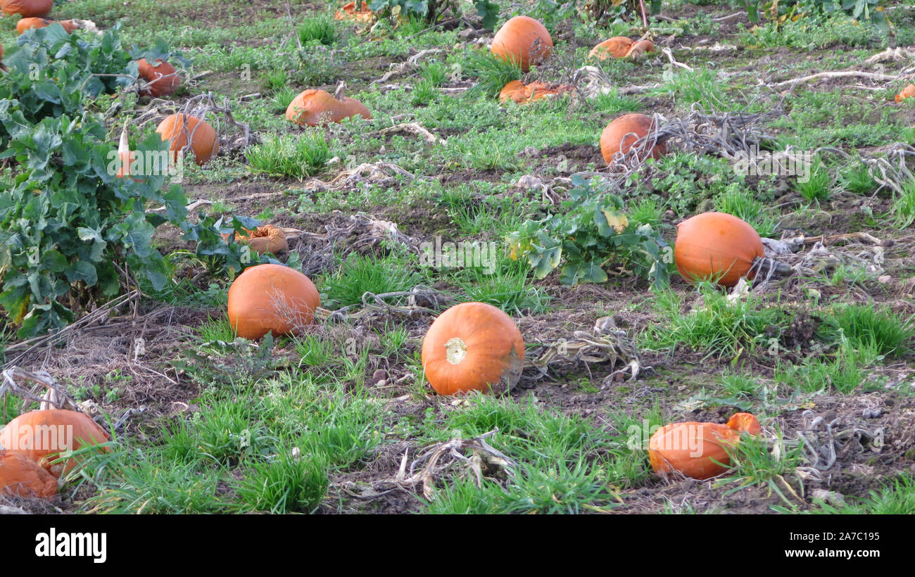 Field full of Pick Your Own pumpkins for sale to general public in Danish January sunshine Stock Photo