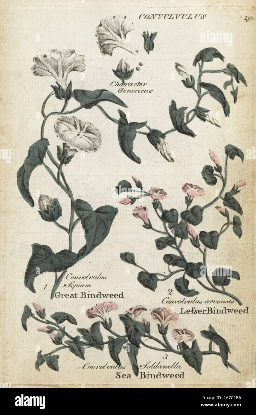Great bindweed, Convolvulus sepium, sea bindweed, Calystegia soldanella, and lesser bindweed, C. arvensis. Handcoloured botanical copperplate engraving by an unknown artist from 'Culpeper's English Family Physician; or Medical Herbal Enlarged, with Several Hundred Additional Plants, Principally from Sir John Hill,' by Joshua Hamilton, London, W. Locke, 1792. Stock Photo