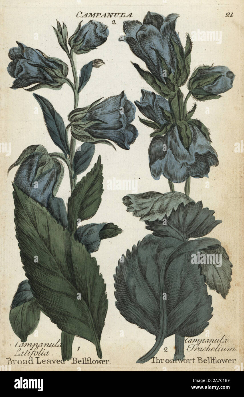 Broad leaved bellflower, Campanula latifolia, and throatwort bellflower, Campanula trachelium. Handcoloured botanical copperplate engraving by an unknown artist from 'Culpeper's English Family Physician; or Medical Herbal Enlarged, with Several Hundred Additional Plants, Principally from Sir John Hill,' by Joshua Hamilton, London, W. Locke, 1792. Stock Photo