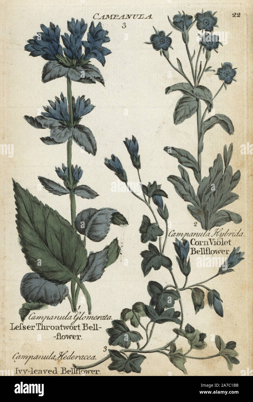 Lesser throatwort bellflower, Campanula glomerata, ivy-leaved bellflower, Wahlenbergia hederacea , and corn violet bellflower, Legousia hybrida. Handcoloured botanical copperplate engraving by an unknown artist from 'Culpeper's English Family Physician; or Medical Herbal Enlarged, with Several Hundred Additional Plants, Principally from Sir John Hill,' by Joshua Hamilton, London, W. Locke, 1792. Stock Photo