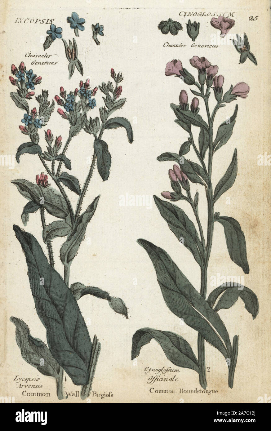 Common wall bugloss, Anchusa arvensis, and houndstongue, Cynoglossum officinale. Handcoloured botanical copperplate engraving by an unknown artist from 'Culpeper's English Family Physician; or Medical Herbal Enlarged, with Several Hundred Additional Plants, Principally from Sir John Hill,' by Joshua Hamilton, London, W. Locke, 1792. Stock Photo