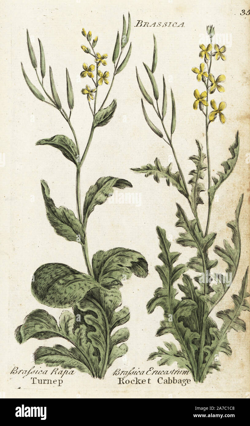 Turnip, Brassica rapa, and rocket cabbage or dog mustard, Erucastrum gallicum. Handcoloured botanical copperplate engraving by an unknown artist from 'Culpeper's English Family Physician; or Medical Herbal Enlarged, with Several Hundred Additional Plants, Principally from Sir John Hill,' by Joshua Hamilton, London, W. Locke, 1792. Stock Photo