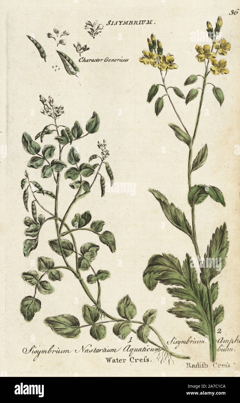 Watercress, Nasturtium officinale, and radish cress, Rorippa amphibia. Handcoloured botanical copperplate engraving by an unknown artist from 'Culpeper's English Family Physician; or Medical Herbal Enlarged, with Several Hundred Additional Plants, Principally from Sir John Hill,' by Joshua Hamilton, London, W. Locke, 1792. Stock Photo
