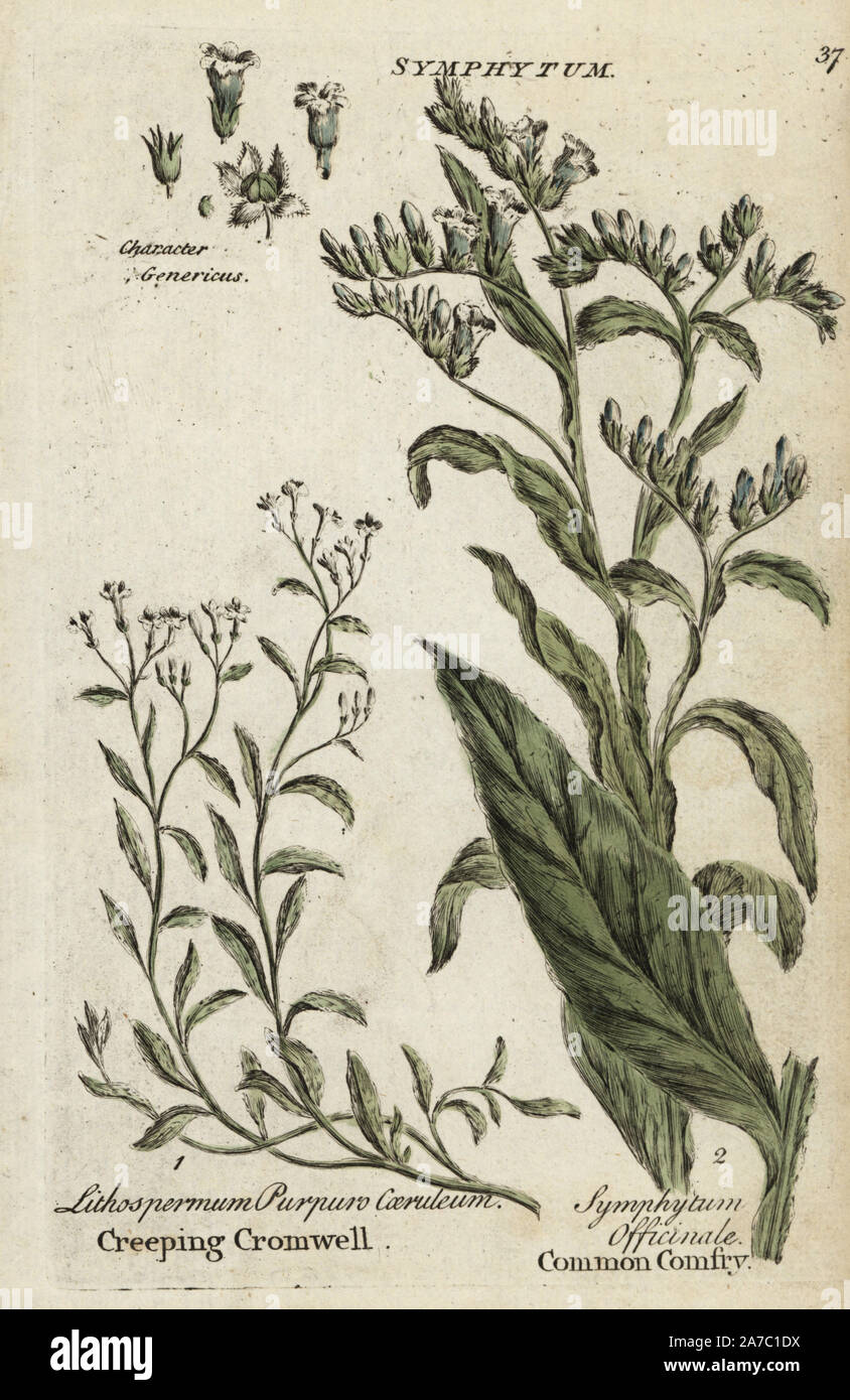 Creeping purple cromwell, Lithospermum purpurocaeruleum, and comfrey, Symphytum officinale. Handcoloured botanical copperplate engraving by an unknown artist from 'Culpeper's English Family Physician; or Medical Herbal Enlarged, with Several Hundred Additional Plants, Principally from Sir John Hill,' by Joshua Hamilton, London, W. Locke, 1792. Stock Photo