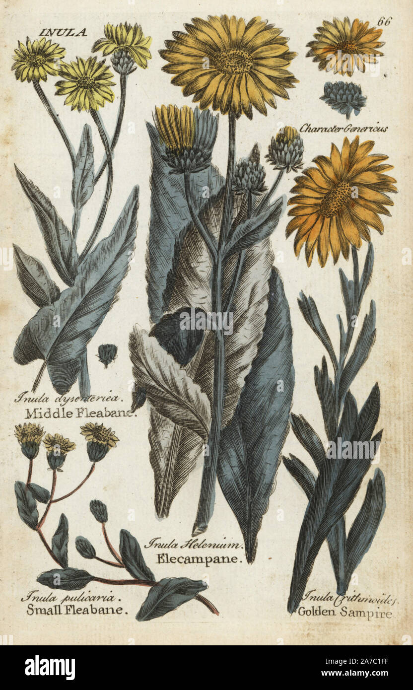 Middle fleabane, Pulicaria dysenterica, small fleabane, Pulicaria vulgaris, elecampane, Inula helenium, and golden samphire, Limbarda crithmoides. Handcoloured botanical copperplate engraving by an unknown artist from 'Culpeper's English Family Physician; or Medical Herbal Enlarged, with Several Hundred Additional Plants, Principally from Sir John Hill,' by Joshua Hamilton, London, W. Locke, 1792. Stock Photo