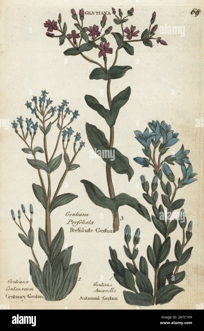 Centaury, Centaurium erythraea, yellow-wort, Blackstonia perfoliata, and autumnal gentian, Gentiana amarella. Handcoloured botanical copperplate engraving by an unknown artist from 'Culpeper's English Family Physician; or Medical Herbal Enlarged, with Several Hundred Additional Plants, Principally from Sir John Hill,' by Joshua Hamilton, London, W. Locke, 1792. Stock Photo
