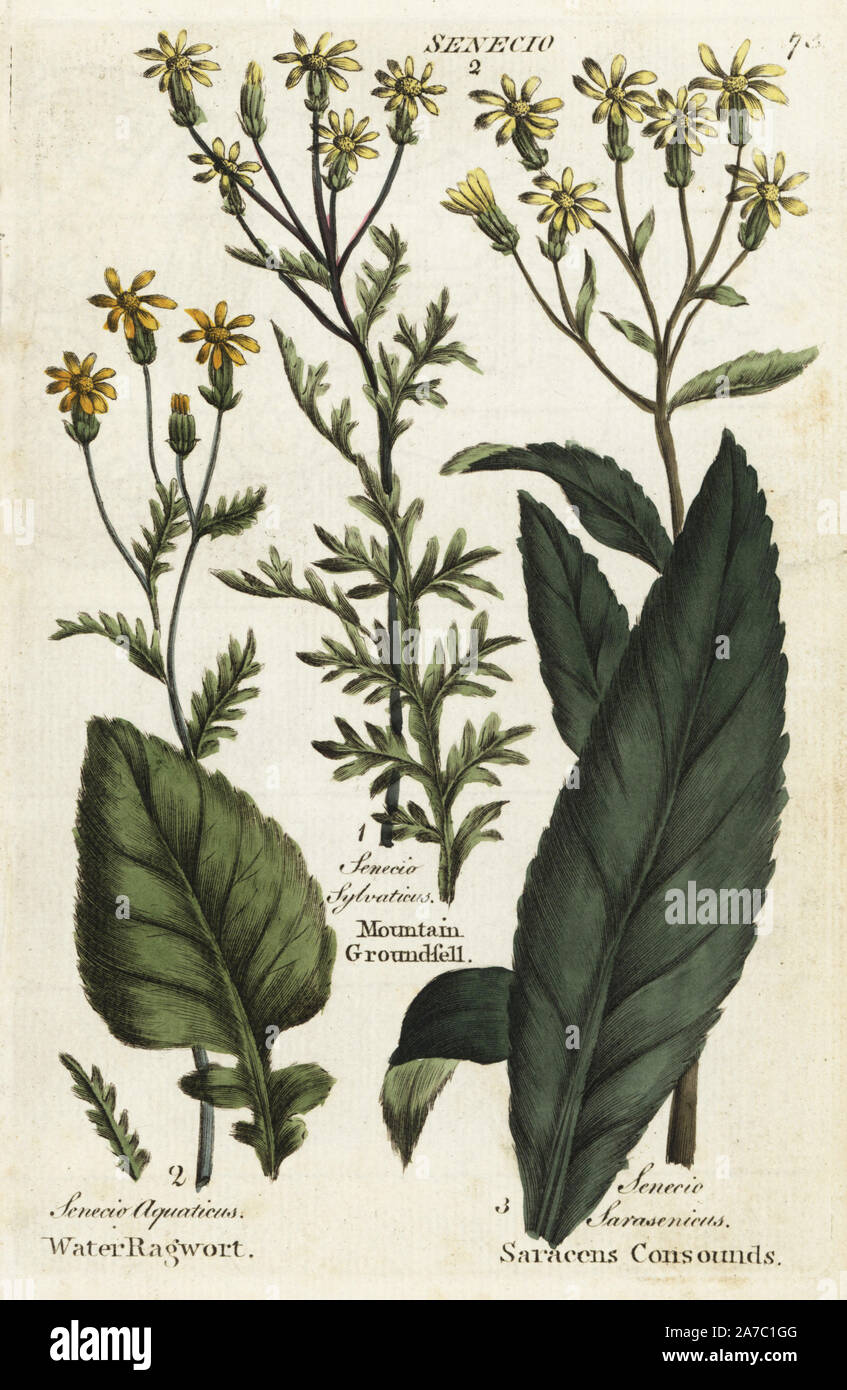Water Ragwort Consounds hi-res stock photography and images - Alamy