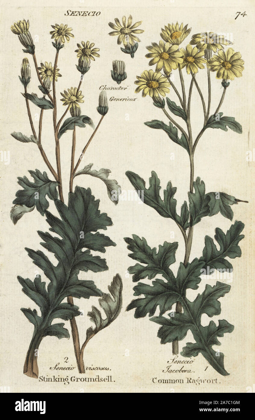 Stinking or sticky groundsel, Senecio viscosus, and common ragwort, Jacobaea vulgaris. Handcoloured botanical copperplate engraving by an unknown artist from 'Culpeper's English Family Physician; or Medical Herbal Enlarged, with Several Hundred Additional Plants, Principally from Sir John Hill,' by Joshua Hamilton, London, W. Locke, 1792. Stock Photo