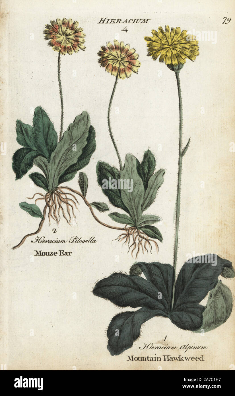 Mouse ear hawkweed, Hieracium pilosella, and mountain hawkweed, Hieracium alpinum. Handcoloured botanical copperplate engraving by an unknown artist from 'Culpeper's English Family Physician; or Medical Herbal Enlarged, with Several Hundred Additional Plants, Principally from Sir John Hill,' by Joshua Hamilton, London, W. Locke, 1792. Stock Photo