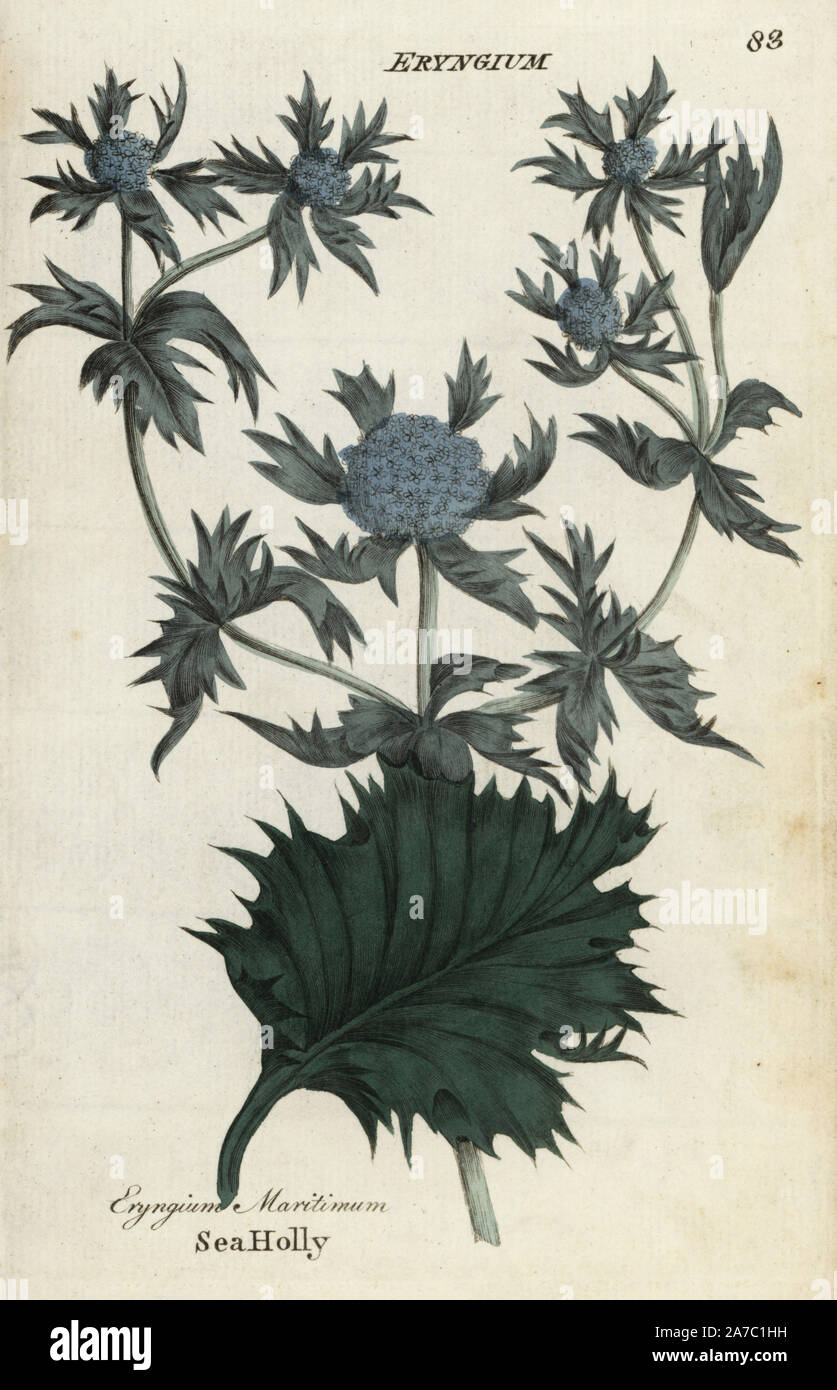 Sea holly, Eryngium maritimum. Handcoloured botanical copperplate engraving by an unknown artist from 'Culpeper's English Family Physician; or Medical Herbal Enlarged, with Several Hundred Additional Plants, Principally from Sir John Hill,' by Joshua Hamilton, London, W. Locke, 1792. Stock Photo