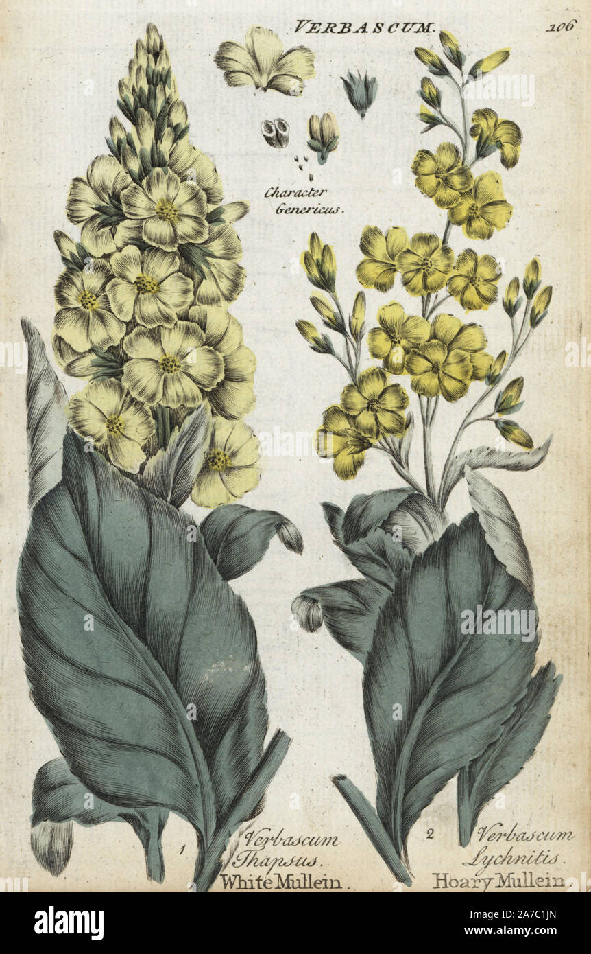 White mullein, Verbascum thapsus, and hoary mullein, Verbascum lychnitis. Handcoloured botanical copperplate engraving by an unknown artist from 'Culpeper's English Family Physician; or Medical Herbal Enlarged, with Several Hundred Additional Plants, Principally from Sir John Hill,' by Joshua Hamilton, London, W. Locke, 1792. Stock Photo
