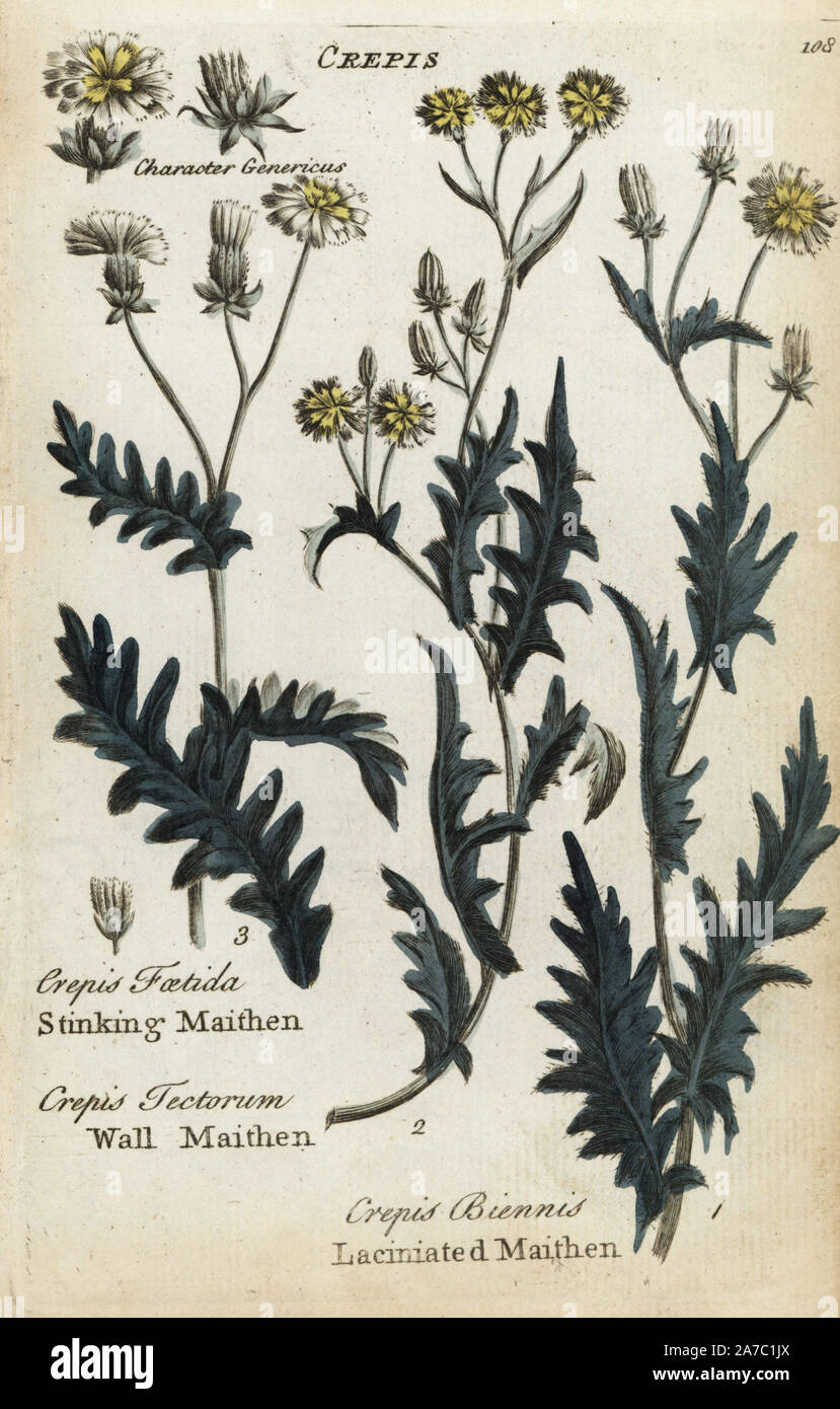 Stinking maithen, Crepis foetida, wall maithen, Crepis tectorum, and laciniated maithen, Crepis biennis. Handcoloured botanical copperplate engraving by an unknown artist from 'Culpeper's English Family Physician; or Medical Herbal Enlarged, with Several Hundred Additional Plants, Principally from Sir John Hill,' by Joshua Hamilton, London, W. Locke, 1792. Stock Photo