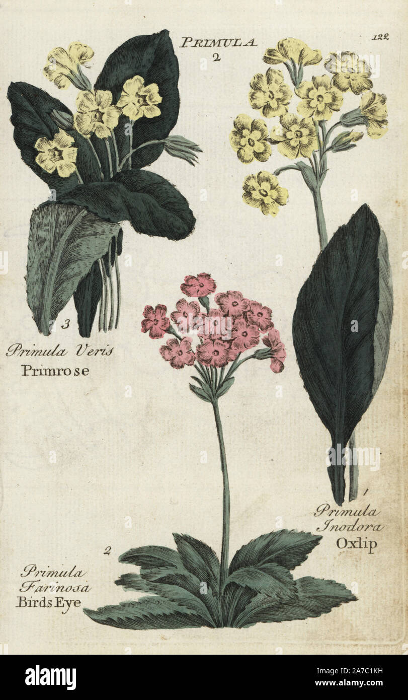 Primrose, Primula veris, birds eye, Primula farinosa, and oxlip, Primula inodora. Handcoloured botanical copperplate engraving by an unknown artist from 'Culpeper's English Family Physician; or Medical Herbal Enlarged, with Several Hundred Additional Plants, Principally from Sir John Hill,' by Joshua Hamilton, London, W. Locke, 1792. Stock Photo