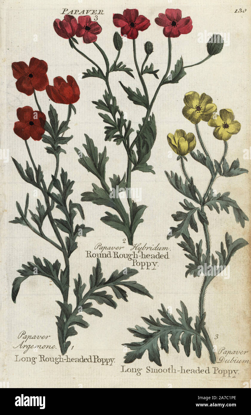 Long rough-headed poppy, Papaver argemone, round rough-headed poppy, Papaver hybridum, and long smooth-headed poppy, Papaver dubium. Handcoloured botanical copperplate engraving by an unknown artist from 'Culpeper's English Family Physician; or Medical Herbal Enlarged, with Several Hundred Additional Plants, Principally from Sir John Hill,' by Joshua Hamilton, London, W. Locke, 1792. Stock Photo