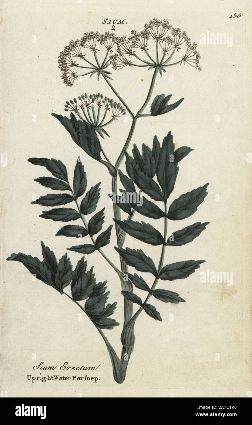 Upright or cutleaf water parsnip, Berula erecta. Handcoloured botanical copperplate engraving by an unknown artist from 'Culpeper's English Family Physician; or Medical Herbal Enlarged, with Several Hundred Additional Plants, Principally from Sir John Hill,' by Joshua Hamilton, London, W. Locke, 1792. Stock Photo
