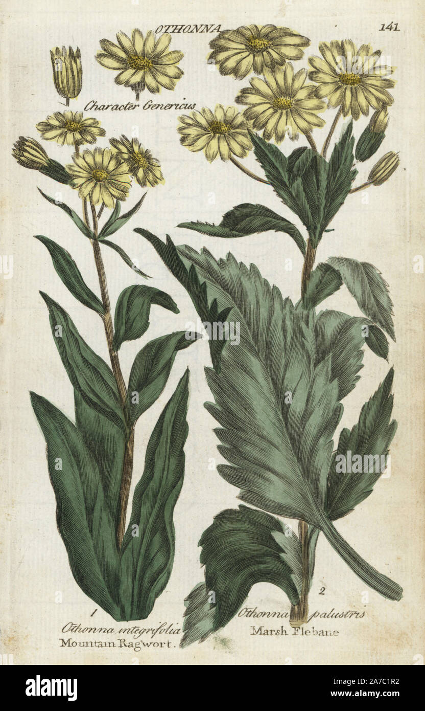 Mountain ragwort, Tephroseris integrifolia, and marsh fleabane, Tephroseris palustris. Handcoloured botanical copperplate engraving by an unknown artist from 'Culpeper's English Family Physician; or Medical Herbal Enlarged, with Several Hundred Additional Plants, Principally from Sir John Hill,' by Joshua Hamilton, London, W. Locke, 1792. Stock Photo