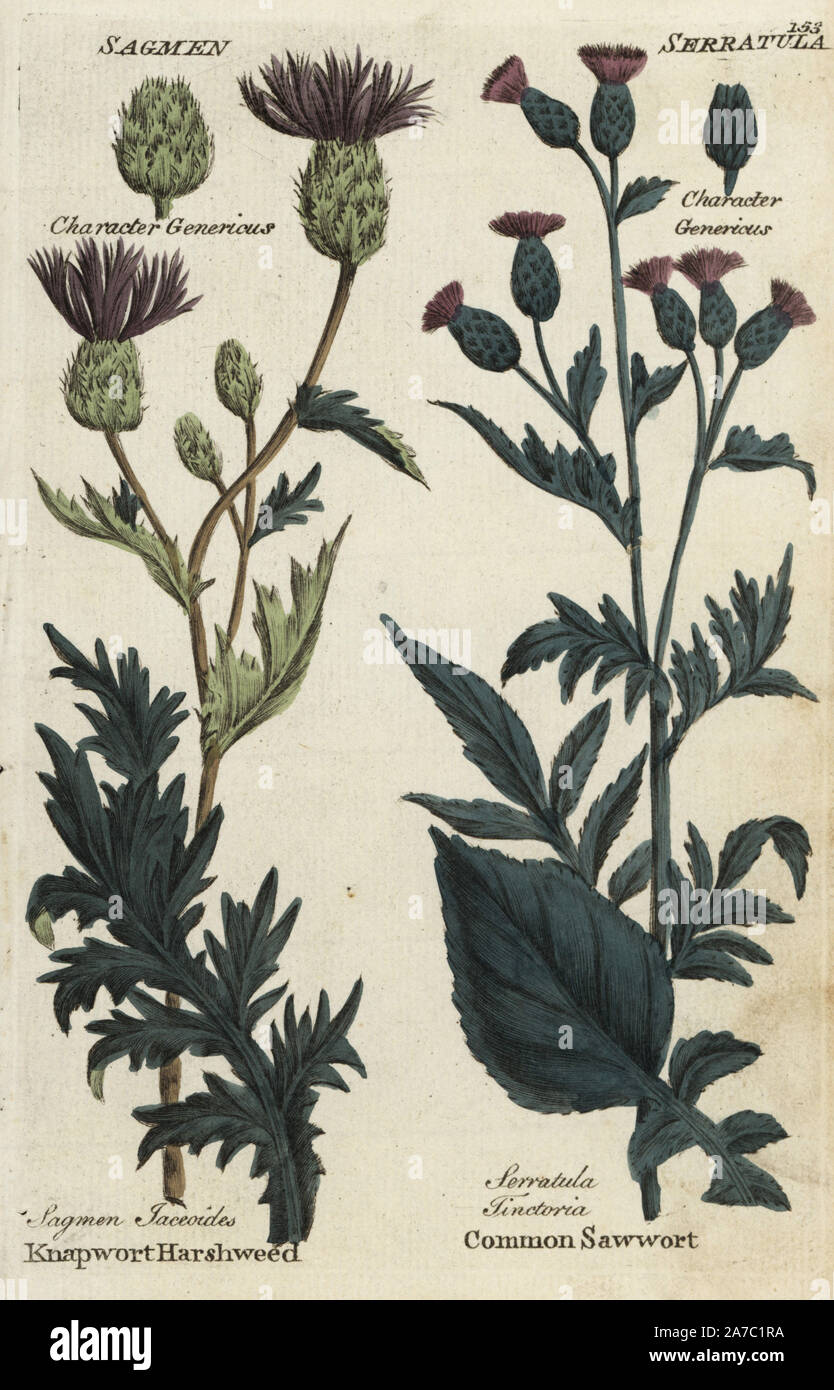Knapwort harshweed, Centaurea jacea, and common saw-wort, Serratula tinctoria. Handcoloured botanical copperplate engraving by an unknown artist from 'Culpeper's English Family Physician; or Medical Herbal Enlarged, with Several Hundred Additional Plants, Principally from Sir John Hill,' by Joshua Hamilton, London, W. Locke, 1792. Stock Photo
