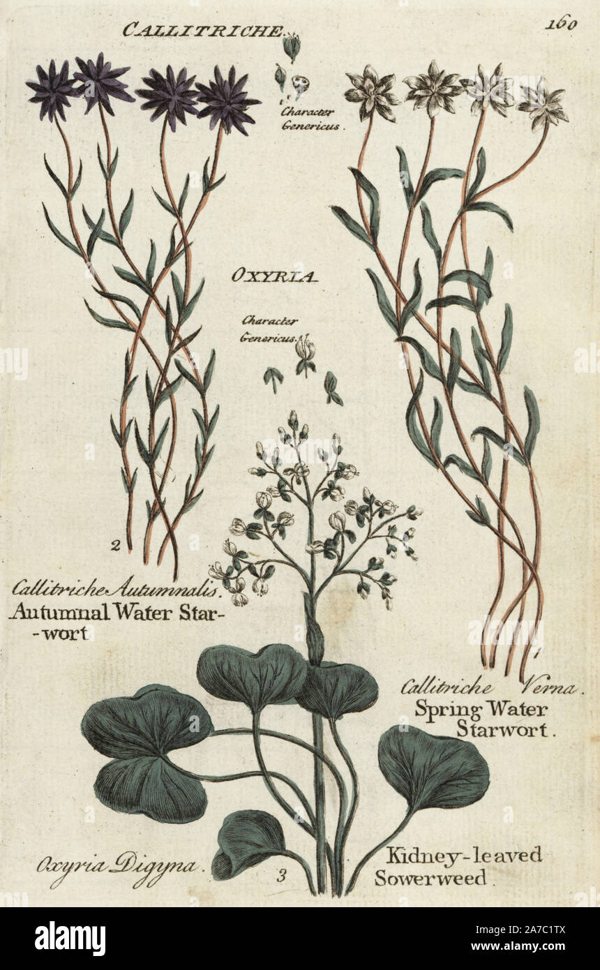 Autumnal starwort, Callitriche autumnalis, spring water starwort, Callitriche verna, and kidney-leaved sowerweed, Oxyria digyna. Handcoloured botanical copperplate engraving by an unknown artist from 'Culpeper's English Family Physician; or Medical Herbal Enlarged, with Several Hundred Additional Plants, Principally from Sir John Hill,' by Joshua Hamilton, London, W. Locke, 1792. Stock Photo