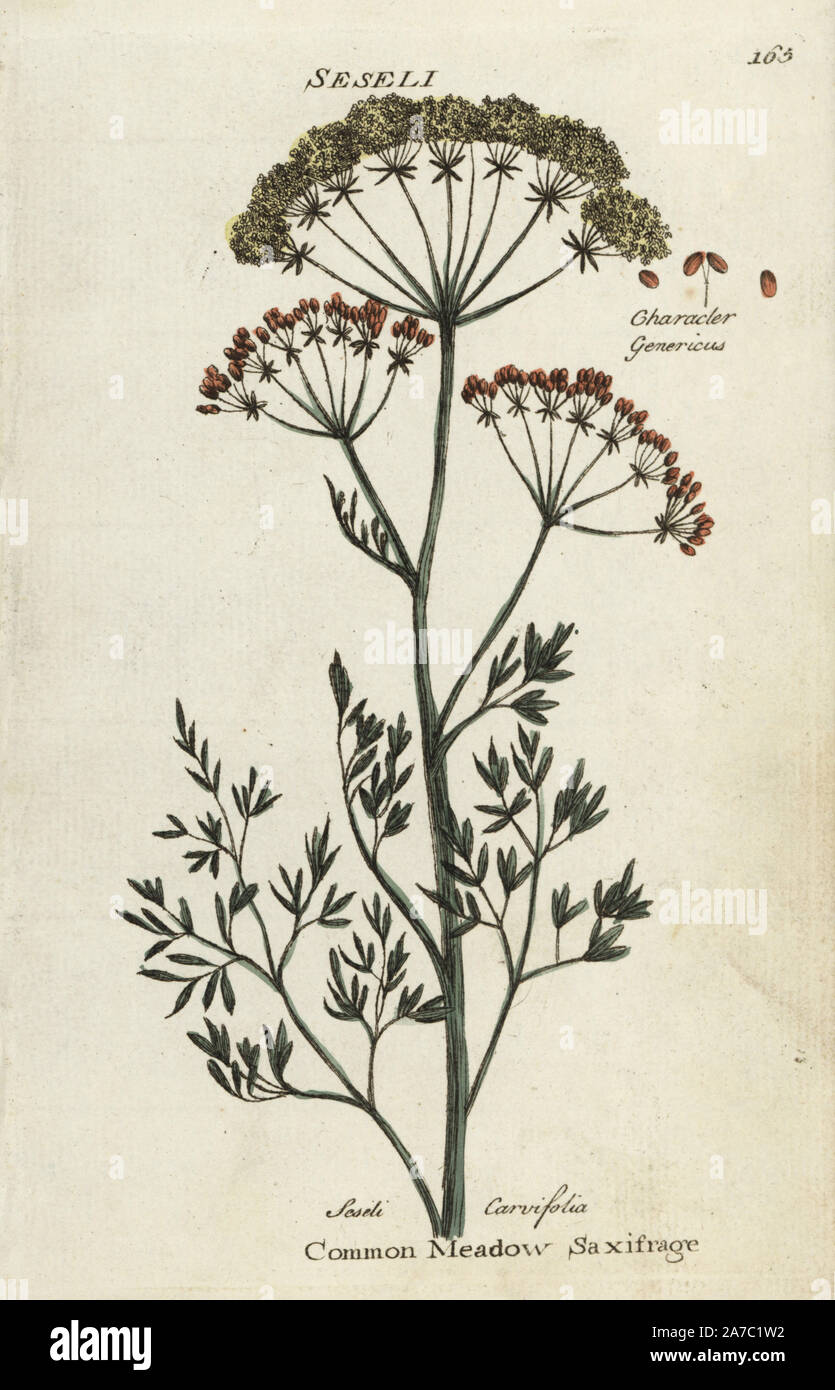 Common meadow saxifrage, Selinum carvifolia. Handcoloured botanical copperplate engraving by an unknown artist from 'Culpeper's English Family Physician; or Medical Herbal Enlarged, with Several Hundred Additional Plants, Principally from Sir John Hill,' by Joshua Hamilton, London, W. Locke, 1792. Stock Photo