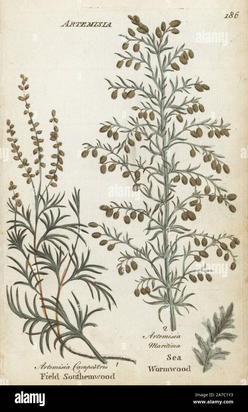 Field southernwood, Artemisia campestris, and sea wormwood, Artemisia maritima. Handcoloured botanical copperplate engraving by an unknown artist from 'Culpeper's English Family Physician; or Medical Herbal Enlarged, with Several Hundred Additional Plants, Principally from Sir John Hill,' by Joshua Hamilton, London, W. Locke, 1792. Stock Photo