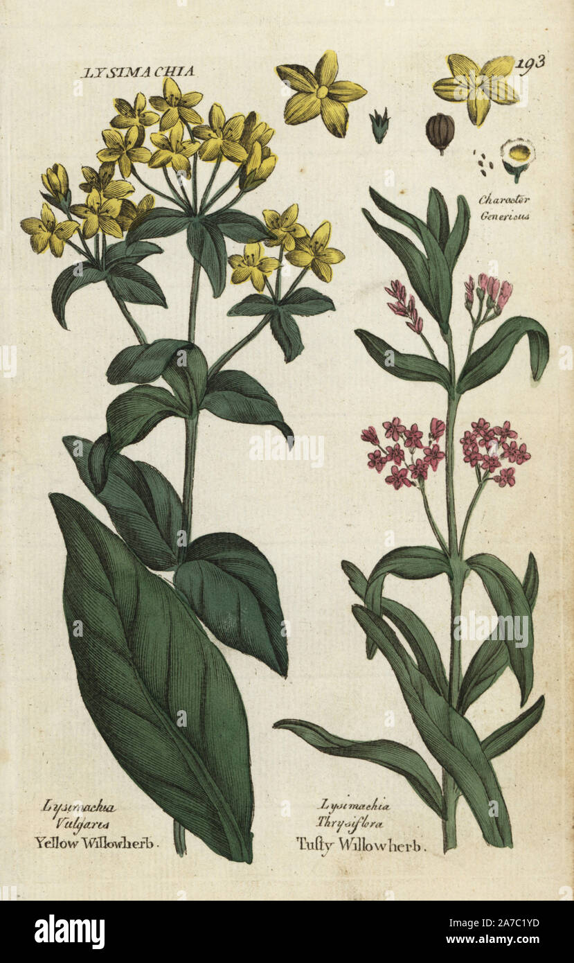Yellow loosestrife, Lysimachia vulgaris, and tufted loosestrife, Lysimachia thyrsiflora. Handcoloured botanical copperplate engraving by an unknown artist from 'Culpeper's English Family Physician; or Medical Herbal Enlarged, with Several Hundred Additional Plants, Principally from Sir John Hill,' by Joshua Hamilton, London, W. Locke, 1792. Stock Photo