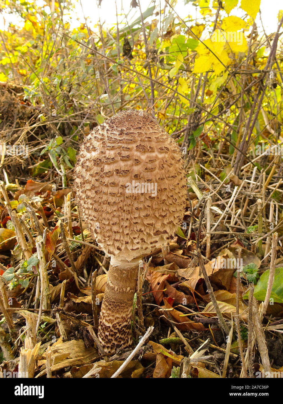 Pine umbrella mushrooms hires stock photography and images Alamy