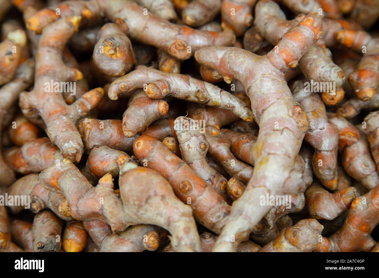 close up of stack fresh turmeric (Curcuma longa) root ready for