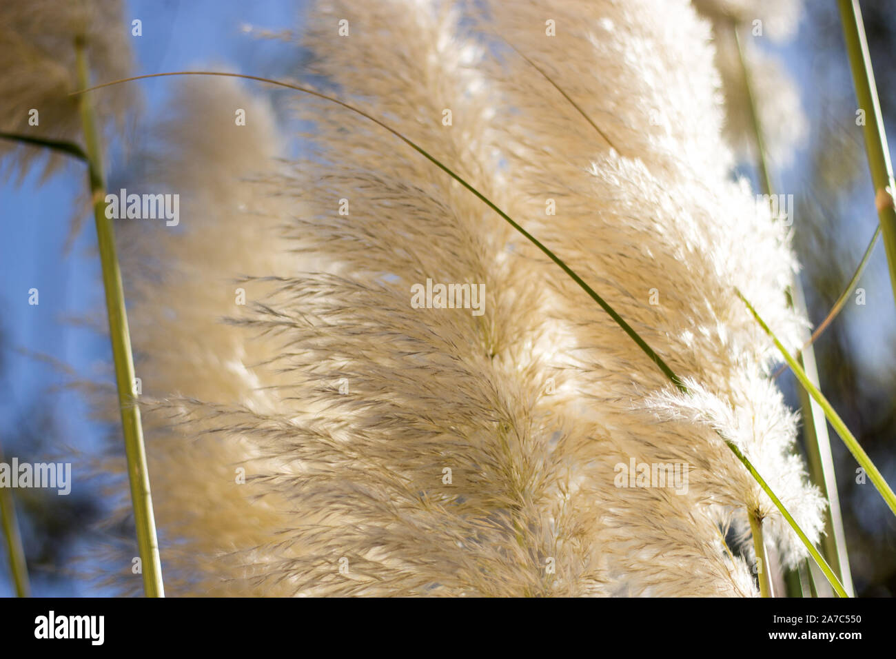 White pampas grass (Cortaderia selloana) in summer Stock Photo Alamy
