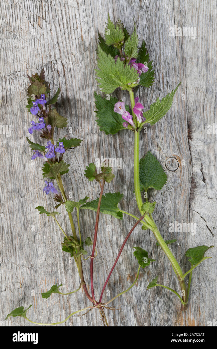 Vergleich zwischen Gundermann und Taubnessel. Gewhnlicher Gundermann,  Efeublttriger Gundermann, Glechoma hederacea, Alehoof, Ground Ivy, Lierre  terr Stock Photo - Alamy