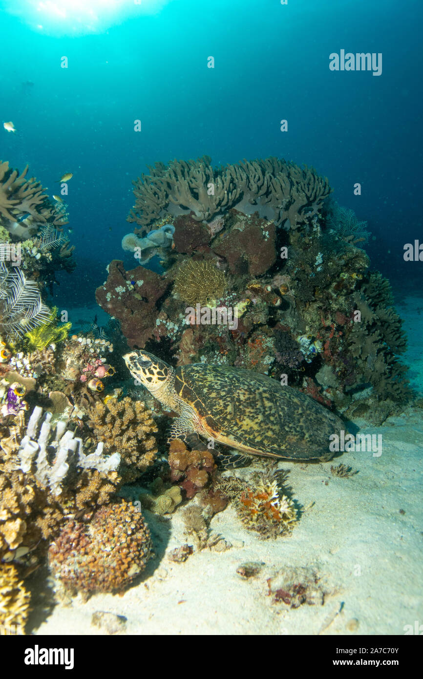 Hawksbill Turtle sitting in the coral at Komodo National Park Stock Photo