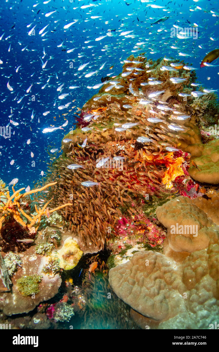 Two schools of glass fish seeking protection in a coral bommie Stock Photo