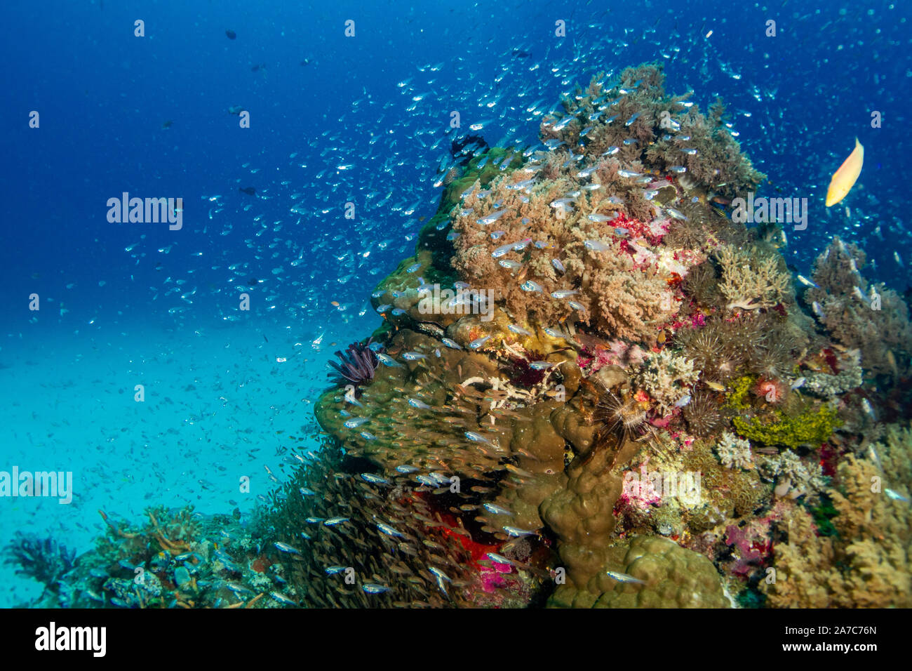 A school of glass fish swimming around a coral bommie Stock Photo
