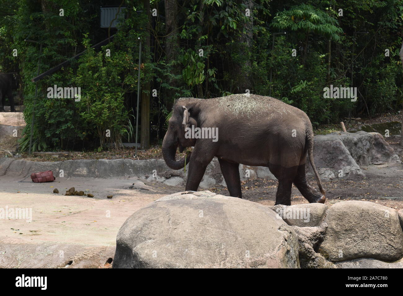 Elephant taking bath in the pond Stock Photo