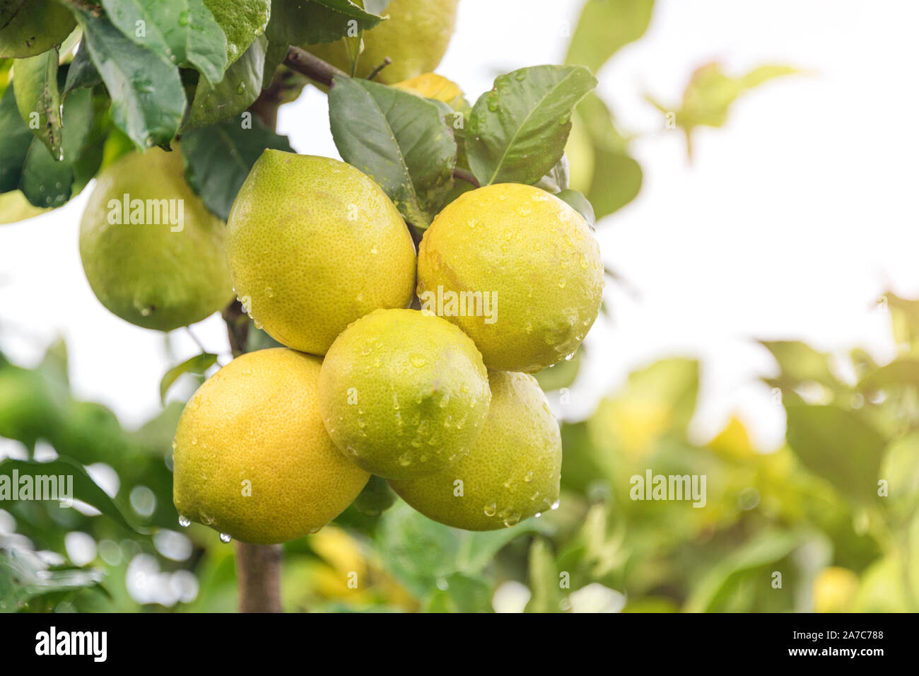 Ripening fruits lemon tree close up. Fresh green lemon limes with water drops hanging on tree branch in organic garden Stock Photo