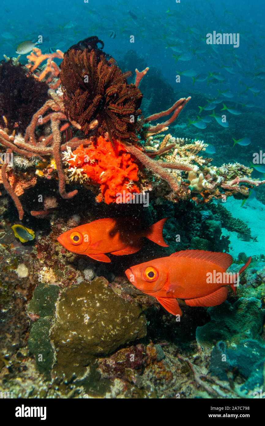 Two red big eye fish hiding under coral Stock Photo