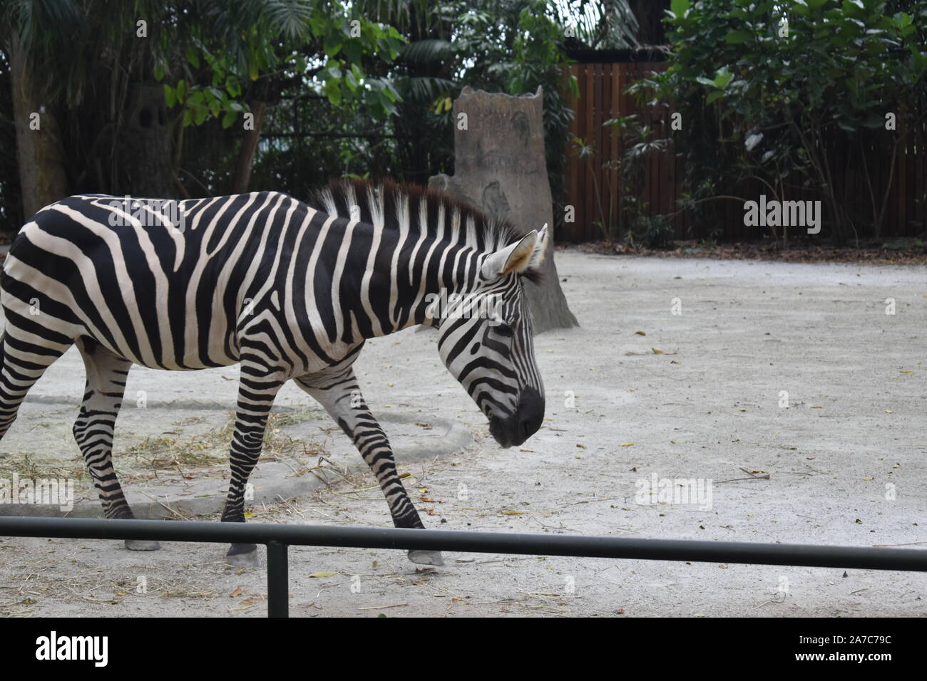 black and white stripes zebra walking in the zoo Stock Photo Alamy