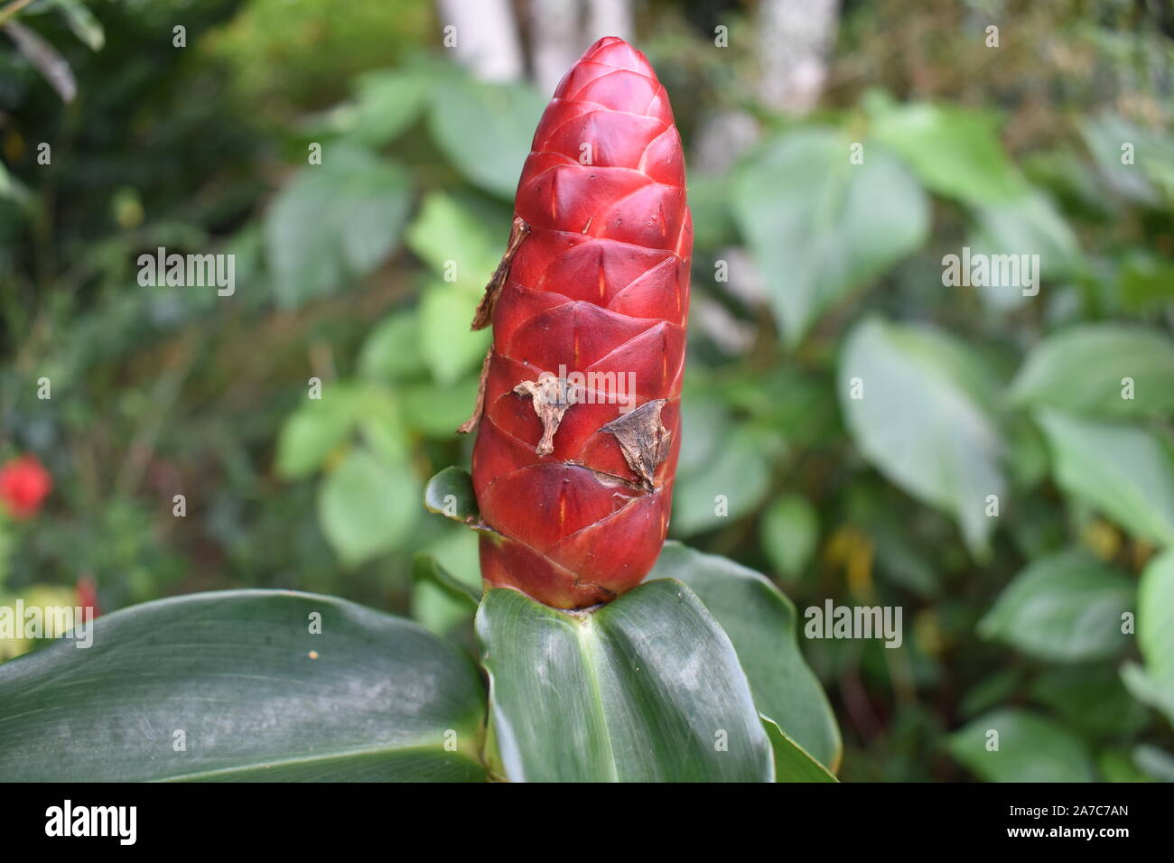 scarlet spiral ginger red color flower with greenery Stock Photo