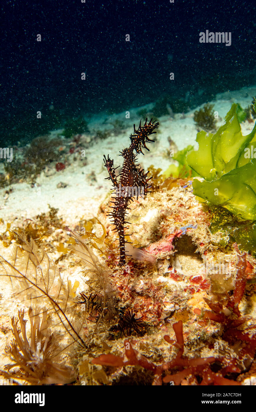 Ornate Ghost Pipefish hiding amongst seaweed at Wainiloo dive site in Komodo National Park Stock Photo