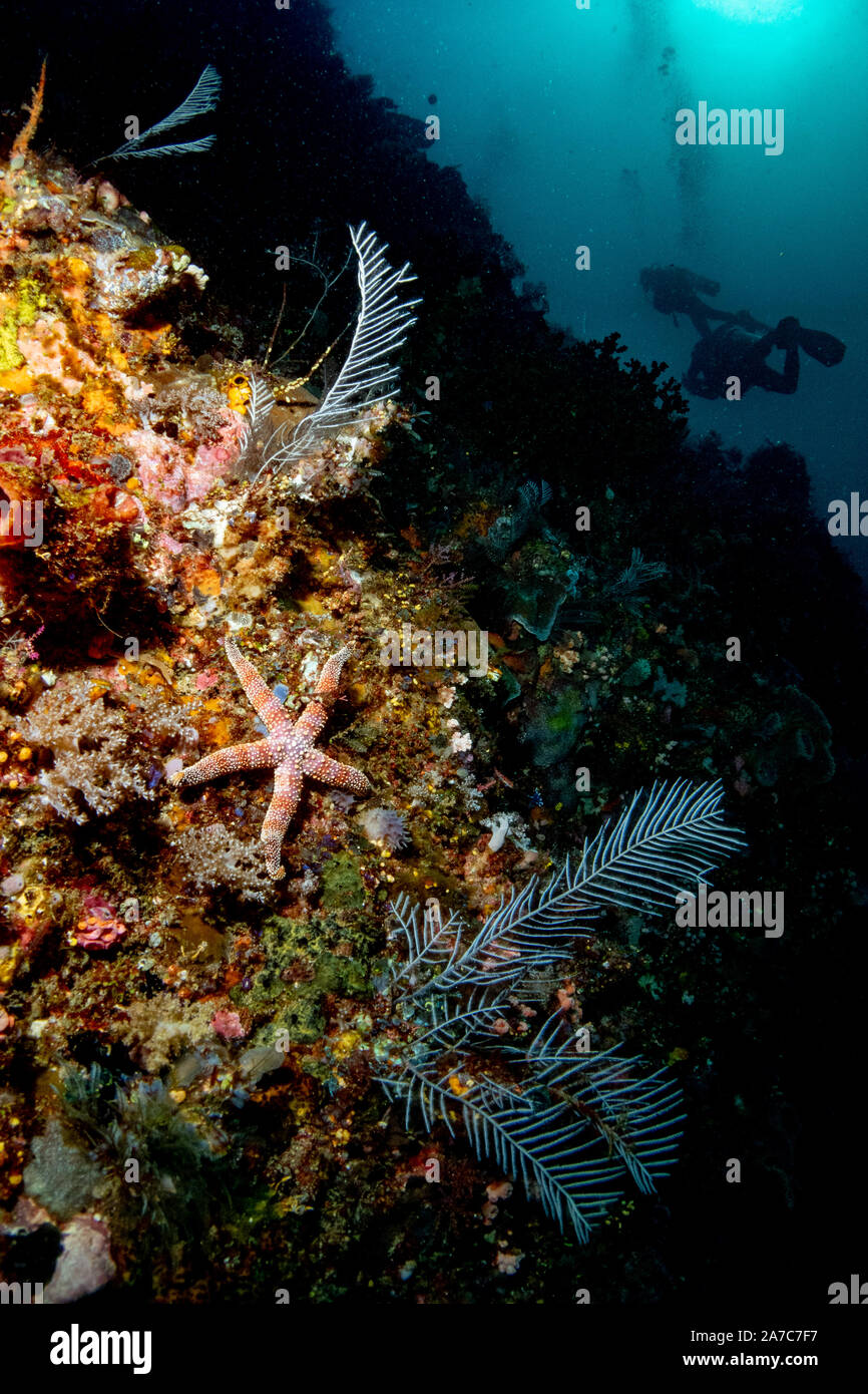 A starfish resting on a coral wall and the silhouette of two scuba divers in the distance. Stock Photo