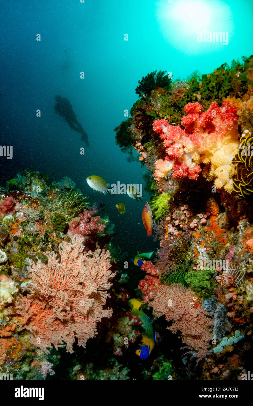 Underwater landscape of colourful soft coral and fish with the silhouette of a scuba diver in the background with the sun Stock Photo