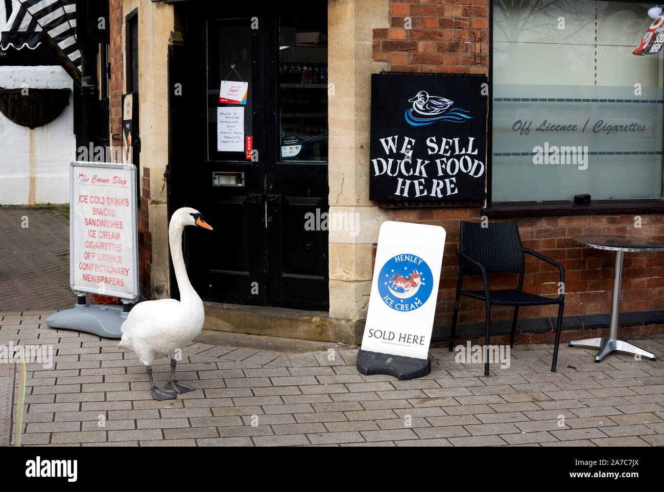 A swan outside a shop with 'We sell duck food here' sign, Stratford-upon-Avon, UK Stock Photo