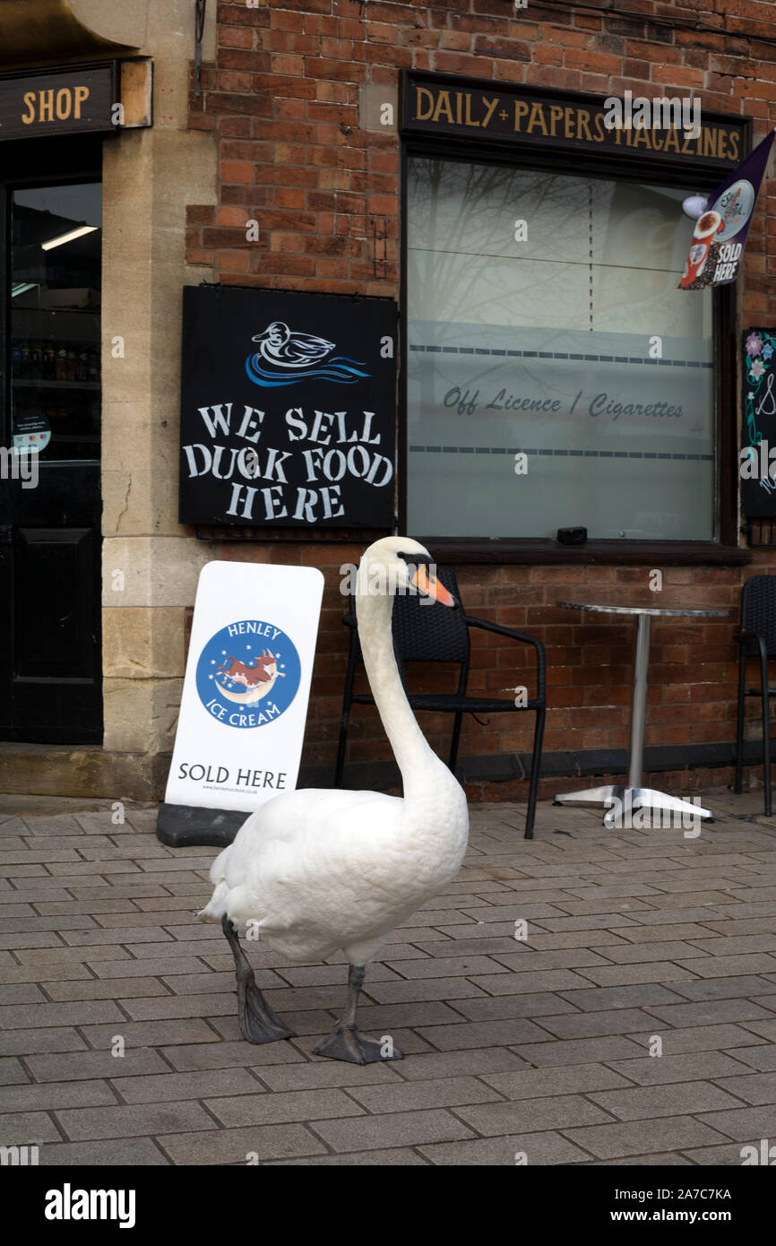 A swan outside a shop with 'We sell duck food here' sign, Stratford-upon-Avon, UK Stock Photo