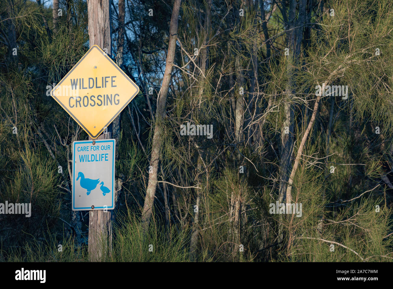 A sign attached to a timber power pole in the southern Sydney suburb of Bundeena warning drivers to look out and care for wildlife in the area Stock Photo